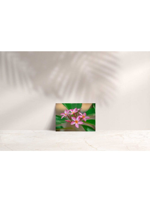 Butterfly in the Wind Home Easy On the Eyes Note Card Valia Honolulu