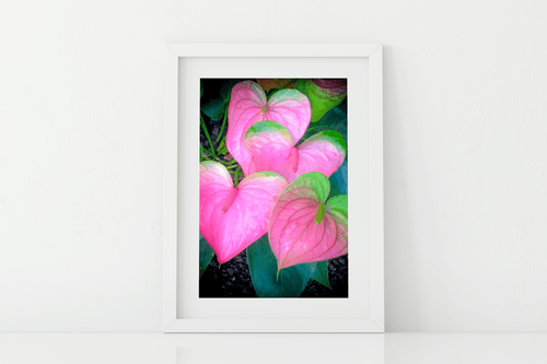 Butterfly in the Wind Home Anthurium Love Print (5 x 7) Valia Honolulu