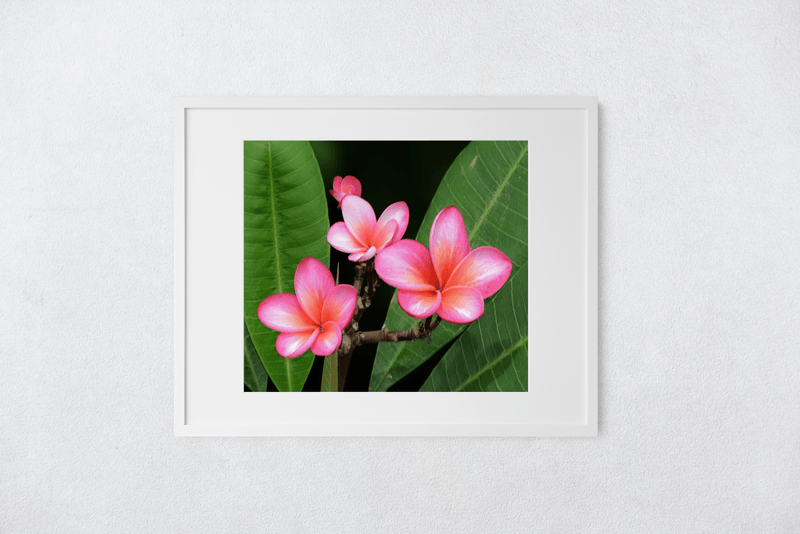 Butterfly in the Wind Home Center Stage Art Print (5x7) Valia Honolulu