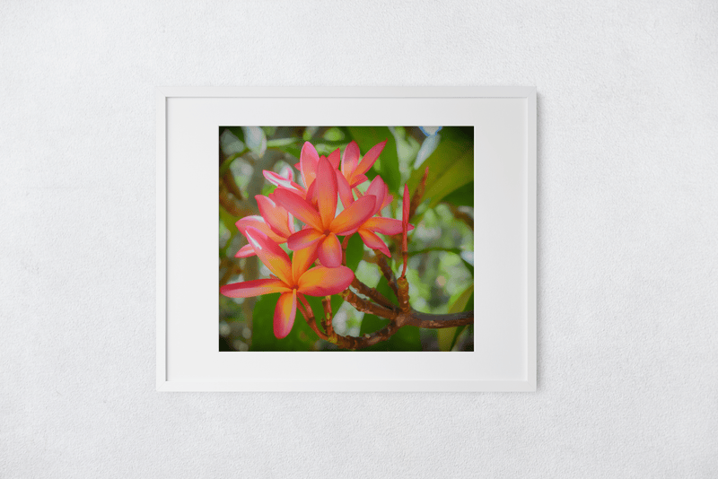 Butterfly in the Wind Home Pretty in Pink Art Print (5 x 7) Valia Honolulu