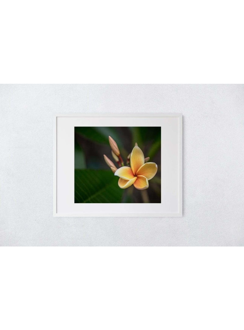 Butterfly in the Wind Home Early Bloomer Art Print (5 x 7) Valia Honolulu