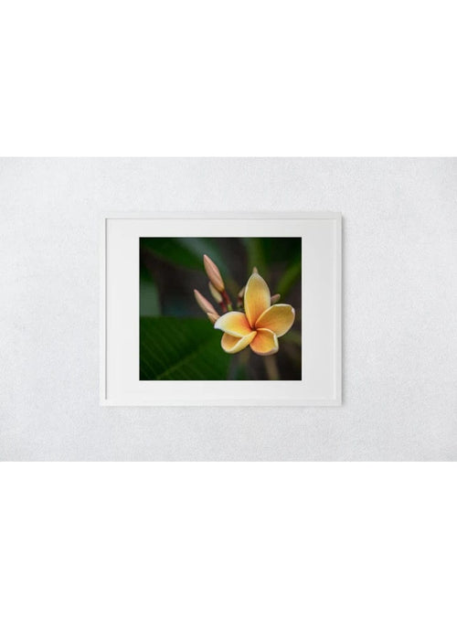 Butterfly in the Wind Home Early Bloomer Art Print (8 x 10) Valia Honolulu