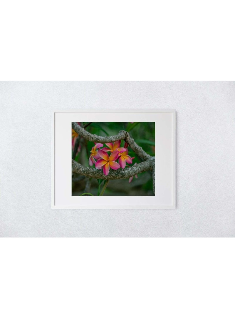 Butterfly in the Wind Home The Great Escape Art Print (5 x 7) Valia Honolulu